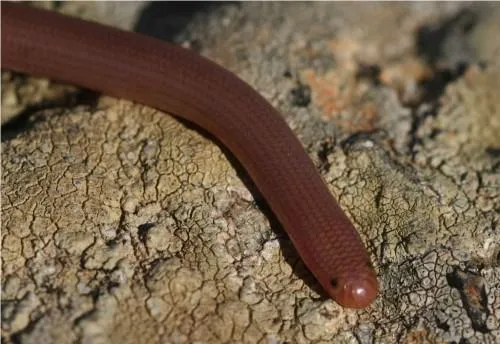 Lumbrical blindworm (latin: