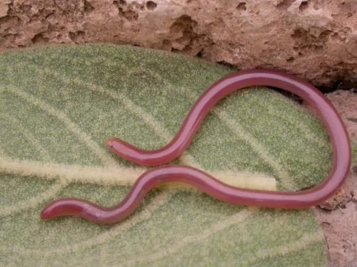 Lumbrical blindworm (latin: