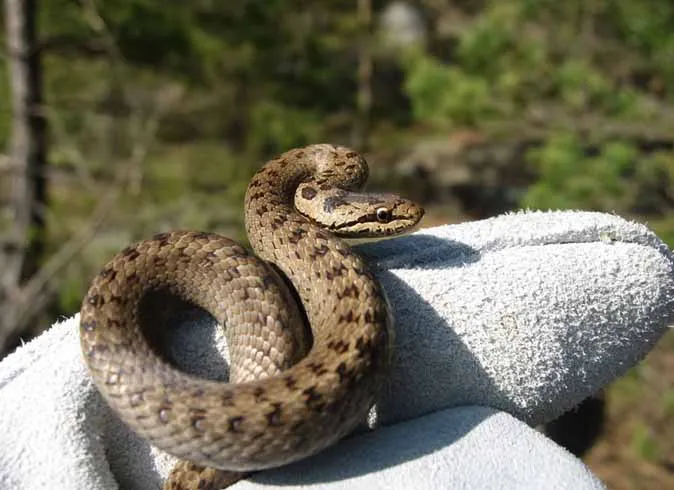 Mi eltér copperhead viperák jellemzők és különbségek, mi a különbség