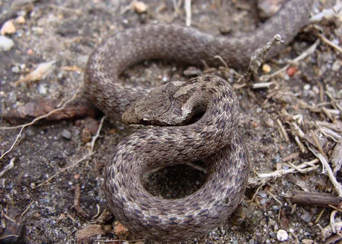 Mi eltér copperhead viperák jellemzők és különbségek, mi a különbség