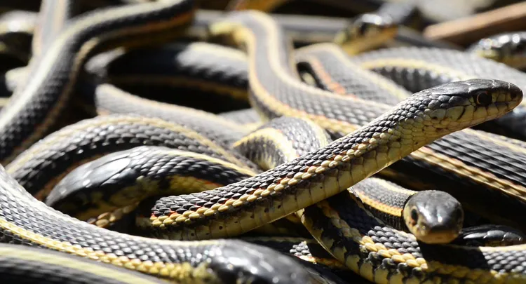 Mi eltér copperhead viperák jellemzők és különbségek, mi a különbség