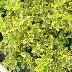 Olvassa el a szabályokat az ellátás és ültető Euonymus houseplant otthon