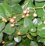 Olvassa el a szabályokat az ellátás és ültető Euonymus houseplant otthon