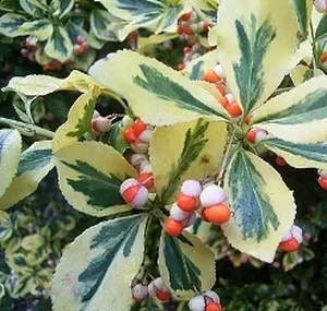 Olvassa el a szabályokat az ellátás és ültető Euonymus houseplant otthon