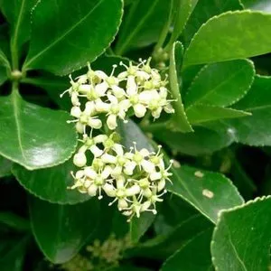 Olvassa el a szabályokat az ellátás és ültető Euonymus houseplant otthon