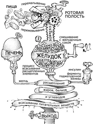 Какво е мазнини и защо имаме нужда от нея - един лесен начин да хармония