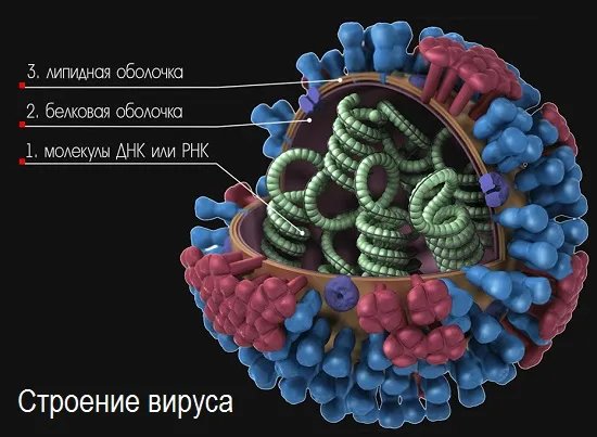 Ce este un virus și cum să câștige