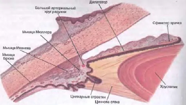 Corpul ciliar (corp ciliar), mușchiul ciliar