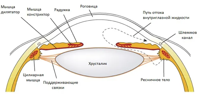 Corpul ciliar - structura, funcția și boala