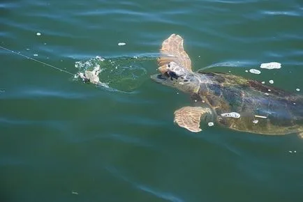 Dalyan (Törökország) nyaralás a különböző kirándulások Turtle Island, valamint fotó Lycian