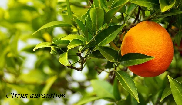 Citrus házban citrom, mandarin, narancs