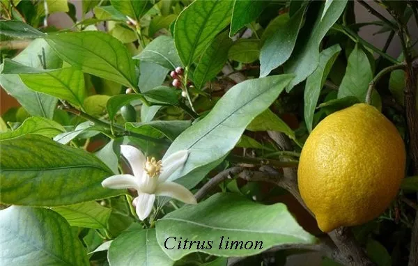 Citrus házban citrom, mandarin, narancs