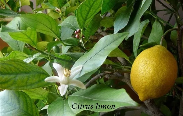 Citrice în casa de lămâie, mandarine, portocale