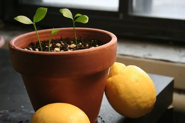 Citrice în casa de lămâie, mandarine, portocale