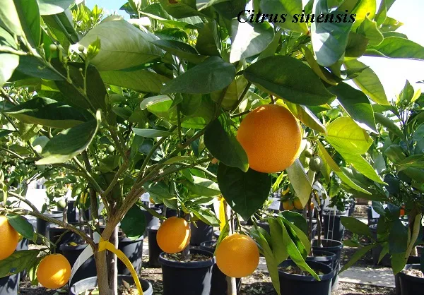 Citrice în casa de lămâie, mandarine, portocale