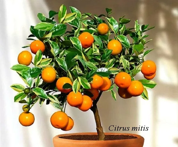 Citrus házban citrom, mandarin, narancs