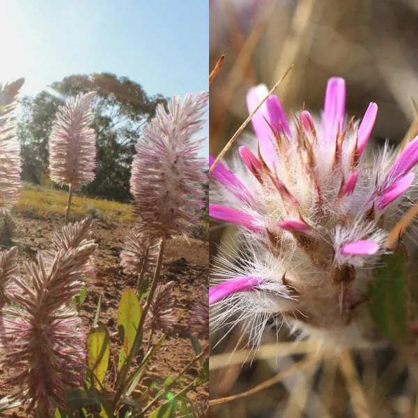 Ptilotus floare în fotografie și cultivarea lui de semințe, de îngrijire