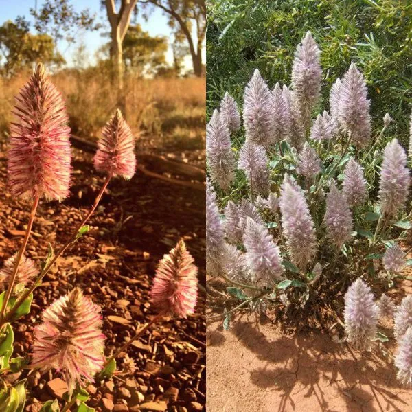 Ptilotus floare în fotografie și cultivarea lui de semințe, de îngrijire