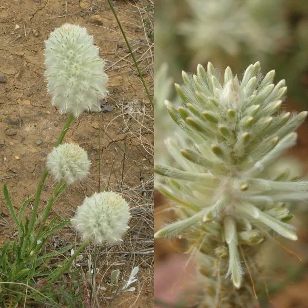 Ptilotus floare în fotografie și cultivarea lui de semințe, de îngrijire