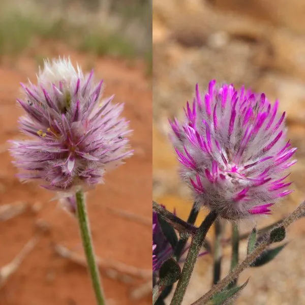 Ptilotus floare în fotografie și cultivarea lui de semințe, de îngrijire