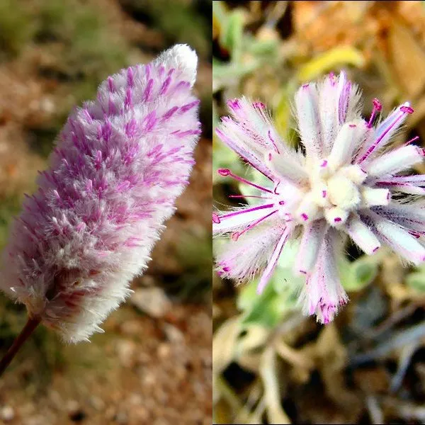 Ptilotus floare în fotografie și cultivarea lui de semințe, de îngrijire