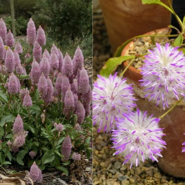 Ptilotus floare în fotografie și cultivarea lui de semințe, de îngrijire