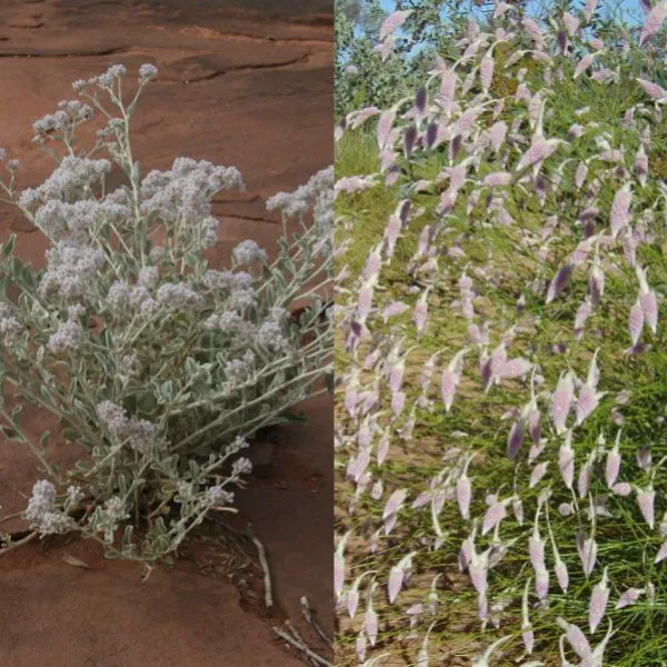 Ptilotus floare în fotografie și cultivarea lui de semințe, de îngrijire