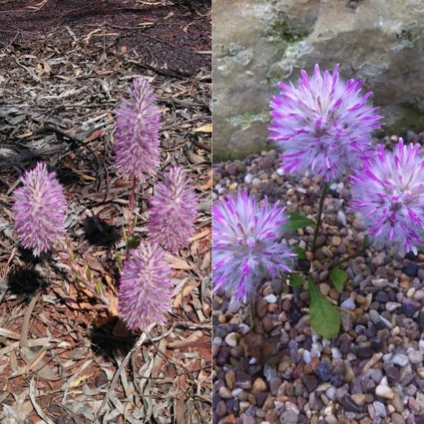 Ptilotus floare în fotografie și cultivarea lui de semințe, de îngrijire