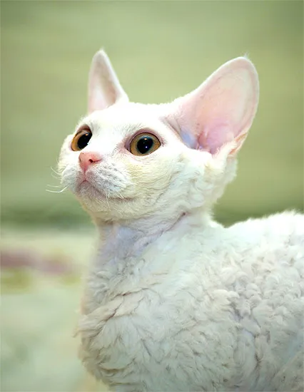 Devon Rex jellemzők fenntartása és gondozása fotók, különösen a tartalom Devon Rex kell