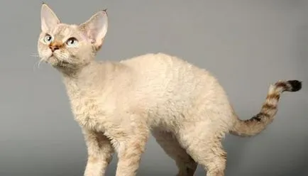 Devon Rex descriere rasa, comentarii, pret, foto, video