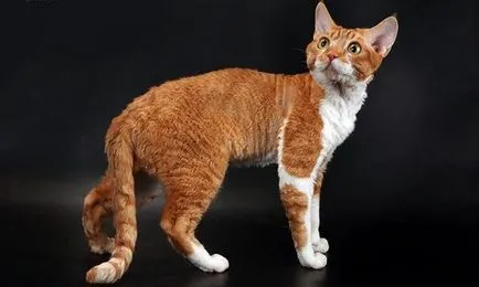 Devon Rex fajta leírás, vélemények, ár, fotó, videó