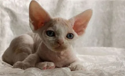 Devon Rex descriere rasa, comentarii, pret, foto, video