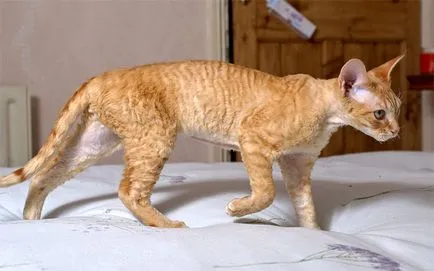 Devon Rex разполага с поддръжката и грижата за снимки, особено на съдържанието на Devon Rex се наложи да