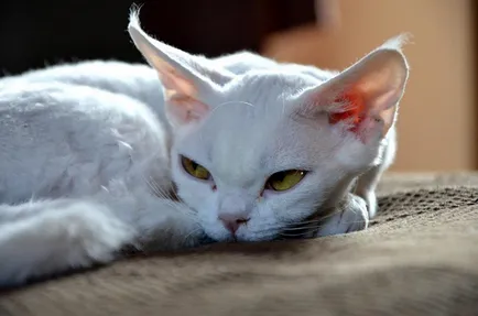 Devon Rex - особено поддръжката и грижата