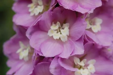 Delphinium - plantare și îngrijire, fotografii de diferite soiuri de Delphinium