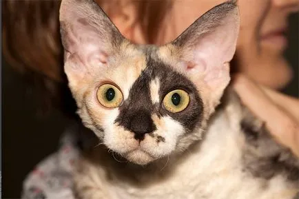 Devon Rex dispune de întreținere și de îngrijire de fotografii, în special conținutul de Devon Rex trebuie să