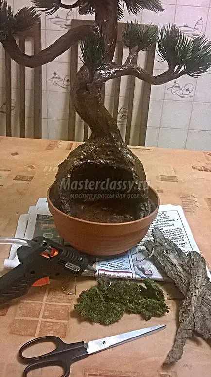 Дерево бонсай (як зробити своїми руками) дерево бонсай