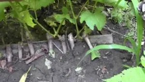 Прикопати лозу винограду як і коли, розмноження відводками (винограду) Прикопати лозу винограду як і коли, розмноження відводками
