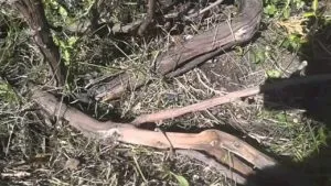 Прикопати лозу винограду як і коли, розмноження відводками (винограду) Прикопати лозу винограду як і коли, розмноження відводками