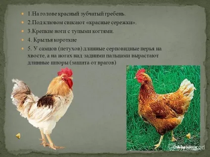 Презентація на тему свійські птахи