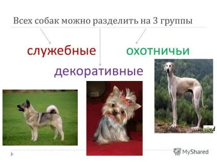 Презентація на тему собака - друг людини підготувала Новосьолова м (петербург розповідь про собаку. Про те) Презентація на тему собака - друг людини підготувала Новосьолова м