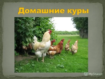 Презентація на тему свійські птахи