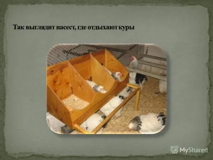 Презентація на тему свійські птахи