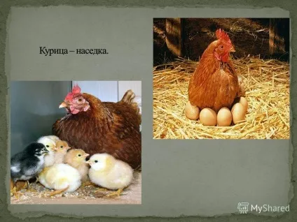 Презентація на тему свійські птахи