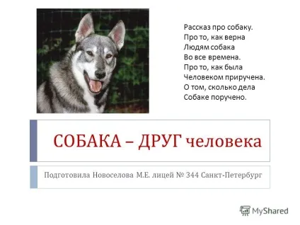 Презентація на тему собака - друг людини підготувала Новосьолова м (собака - друг людини підготувала Новосьолова м. Е. Ліцей 344 санкт) Презентація на тему собака - друг людини підготувала Новосьолова м