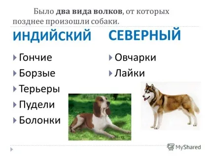 Презентація на тему собака - друг людини підготувала Новосьолова м (тему) Презентація на тему собака - друг людини підготувала Новосьолова м