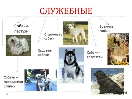 Презентація на тему собака - друг людини підготувала Новосьолова м (один) Презентація на тему собака - друг людини підготувала Новосьолова м