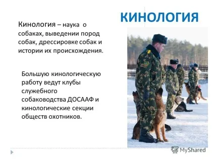 Презентація на тему собака - друг людини підготувала Новосьолова м (як вірна людям собака в усі часи. Про.) Презентація на тему собака - друг людини підготувала Новосьолова м