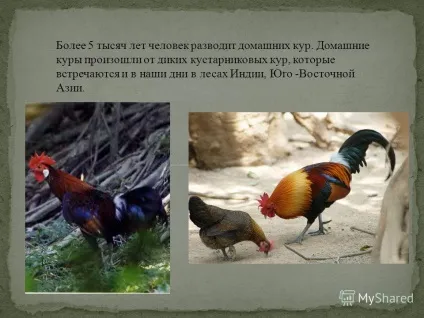 Презентація на тему свійські птахи