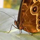 Butterfly House at ENEA